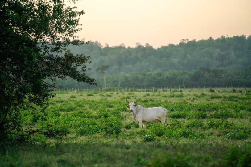 Grass-Fed Beef